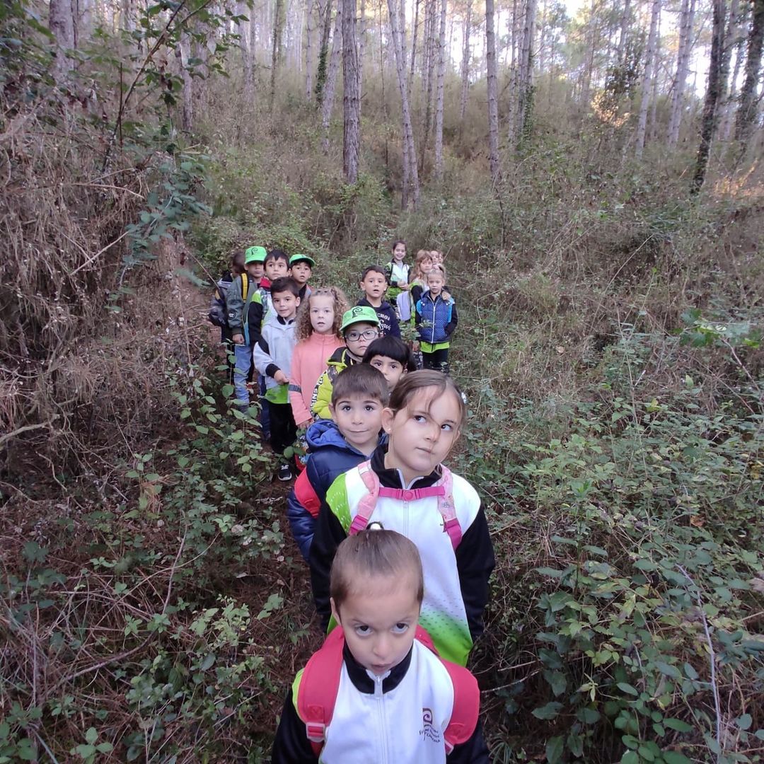 Sortida a observar el bosc. P5