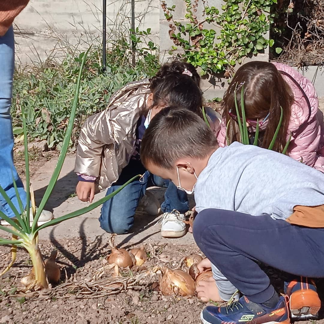 Projecte plantes a 2n