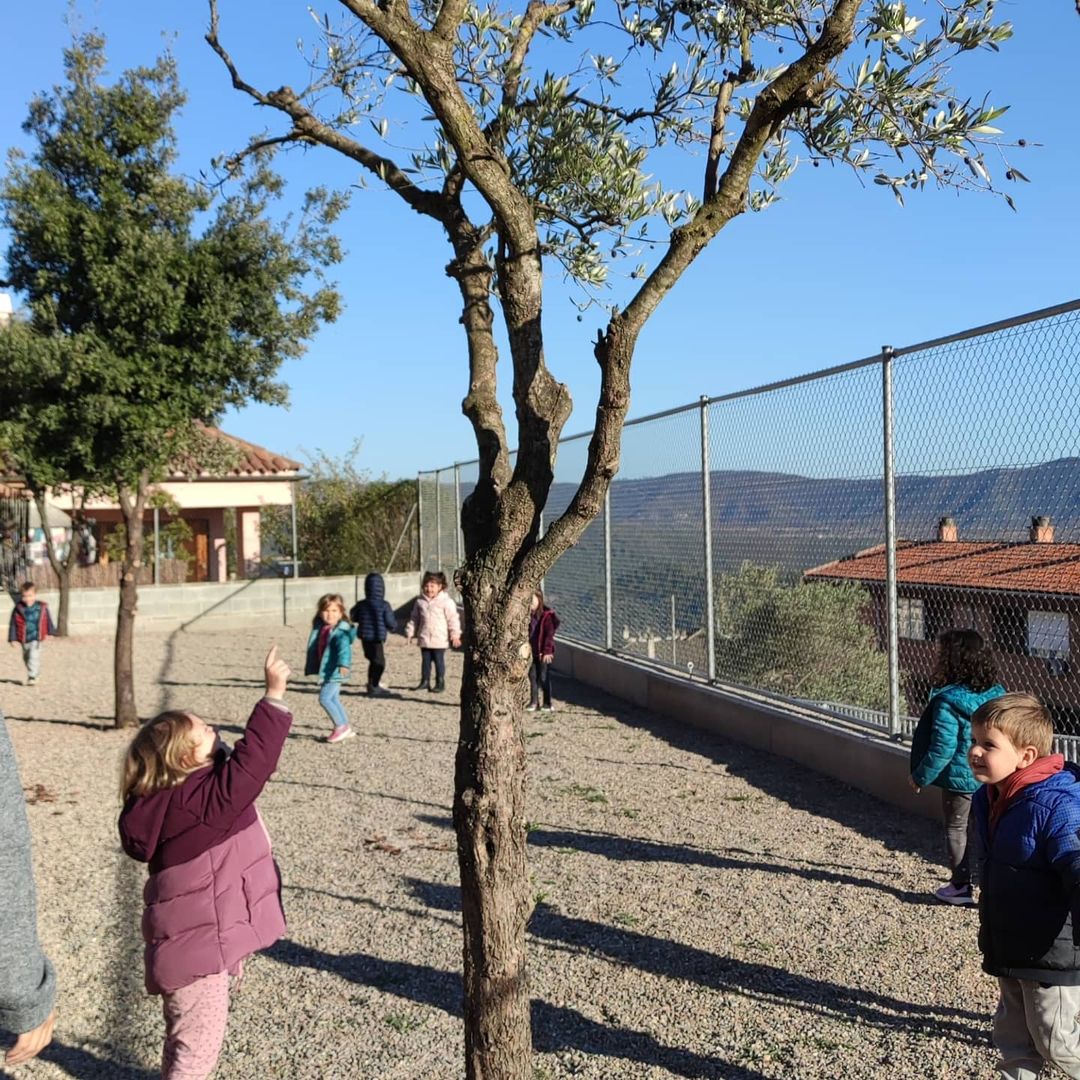 Inici en el coneixement de l’olivera a P3